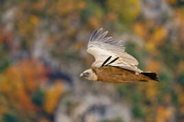 Dans les nuances automnales.