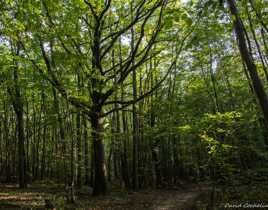 en forêt