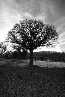 Arbre sombre