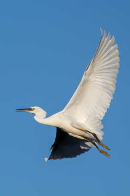 Aigrette