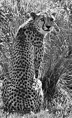 Guépard en N&B