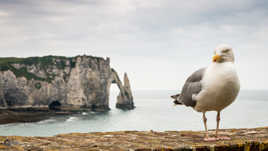 etretat et la mouette