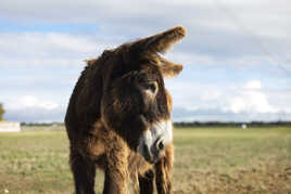 Le Baudet du Poitou