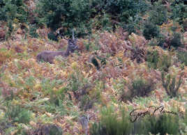 à la recherche de la biche