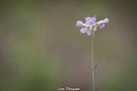 Cardamine