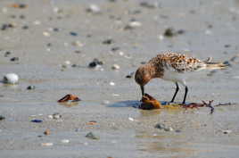 Bécasseau sanderling