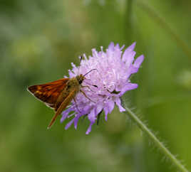 Papillon