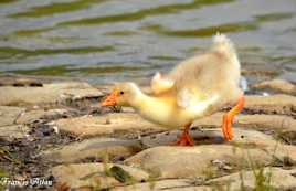 Saturnales le gentil petit canard