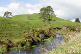 Dans la campagne néo-zélandaise