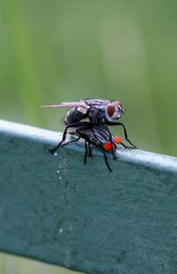 Honteux dans un jardin public.