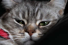 Un peu de mignonnerie