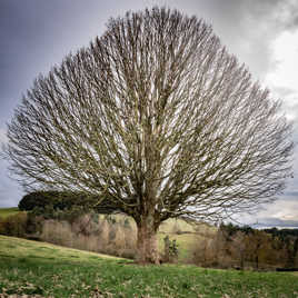 L'arbre en boule