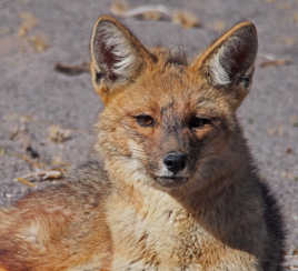 Le renard du désert d'Atacama