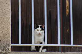 Derrière les barreaux