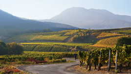Sur la route des vignobles