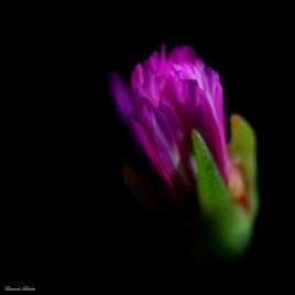 éclosion en douceur