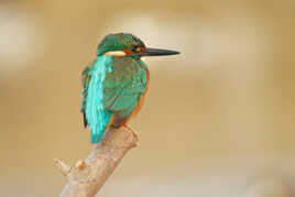 On ne s'en lasse pas...