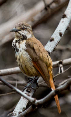 Oiseau tanzanien