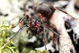 Soldat sur la défensive