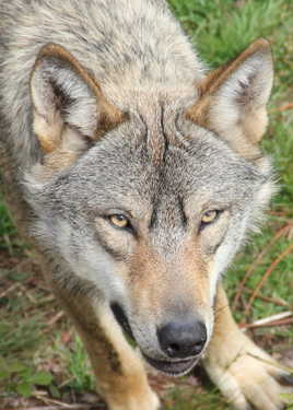 Regard de loup