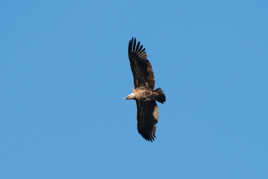 je cherche ma proie ...