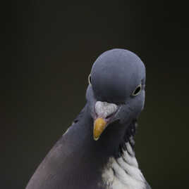 Pigeon ramier également connu sous le nom de palombe.