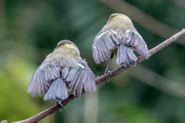 Ce sera de dos ou rien!