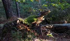 Dernier rayon d'automne