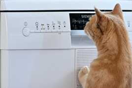 Curieux comme un chat.