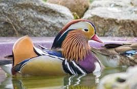 canard mandarin