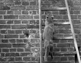 chat qui fait le mur