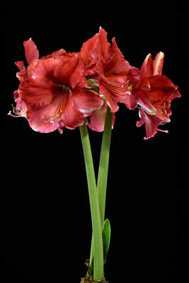 amaryllis