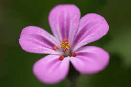 Une fleur comme un écrin II