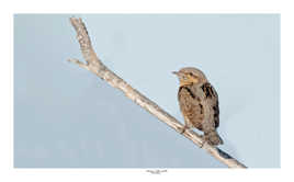 Torcol fourmilier ( original)