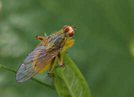 Scatophage du fumier