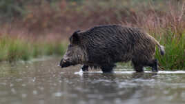 Un gros mâle traverse la queue de l'étang