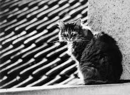 Chatte sur un toit brûlant