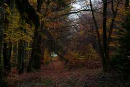 L'automne est le printemps de l'hiver