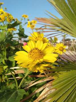 Ne suis-je pas la plus belle!