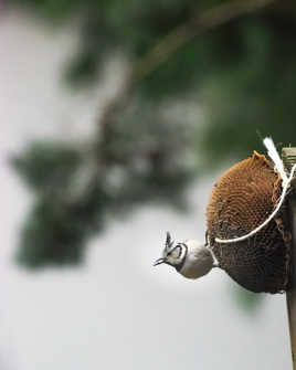 Mésange huppée pressée