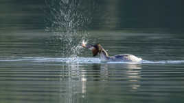 un petit poisson , un petit oiseau