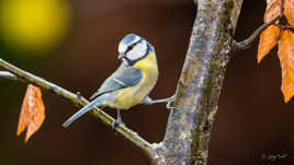 La star de la mangeoire