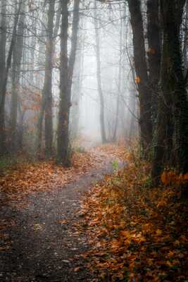 Chemin brumeux