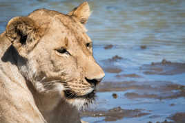 Lionne au point d'eau