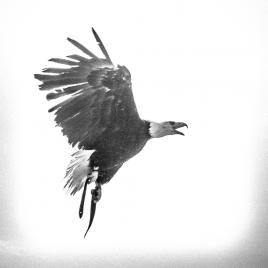 aigle - façon vieux cliché.