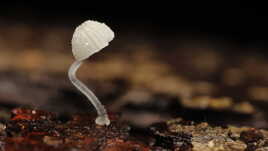 Champignon lampe de bureau