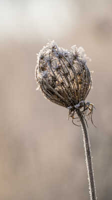 frima au petit matin