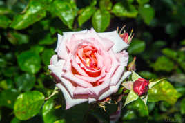 La Rose