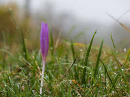 Colchique et rosée