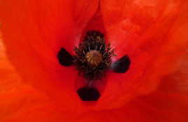 comme un rocher noix coco